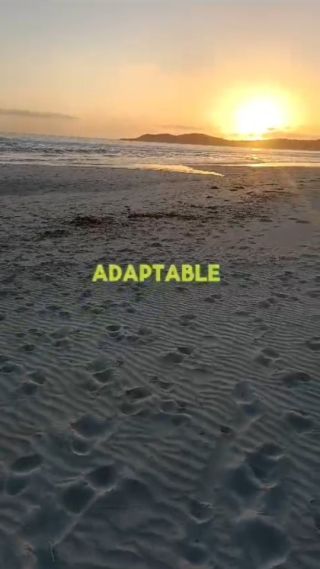 The Key Trait of Successful People Revealed 👇

What do all successful individuals share? 

A singular, powerful trait: the ability to adapt. 

This is not just a skill, it's a necessity for optimal health, building strong personal relationships, and developing positive habits.

Mastering adaptability is like unlocking a hidden superpower. 

It equips you to navigate life's changes and challenges with confidence and resilience. 

Think about the endless possibilities when you embrace adaptability in your journey towards success.

What's your biggest struggle when it comes to mastering adaptability? 

Let's talk about it in the comments 👇

Like, share, save & follow to help us grow 🪴 🙏

@priyankachopra